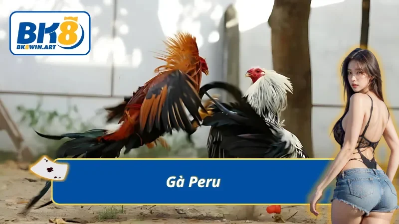 Giống gà du nhập nhưng sở hữu sức mạnh không ngờ