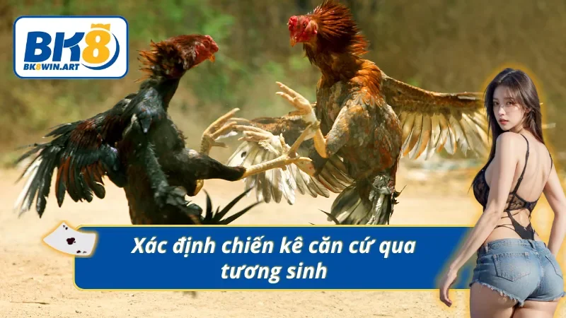 Chiến thắng trận đấu đá gà thông qua ngũ hành tương sinh