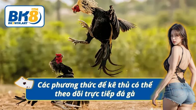 03 cách để kê thủ có thể theo dõi trực tiếp các trận gà C1